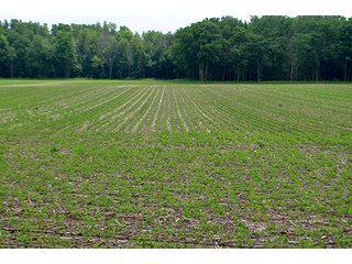 Property photo 51 - LAND AUCTION - 700+/- ACRES OFFERED IN 16 TRACTS IN ALLEN COUNTY, INDIANA